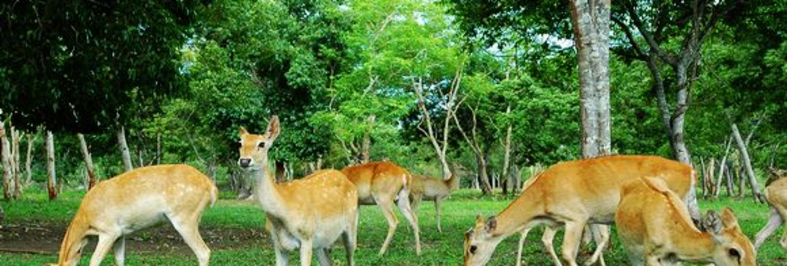 大田坡鹿保护区坡鹿