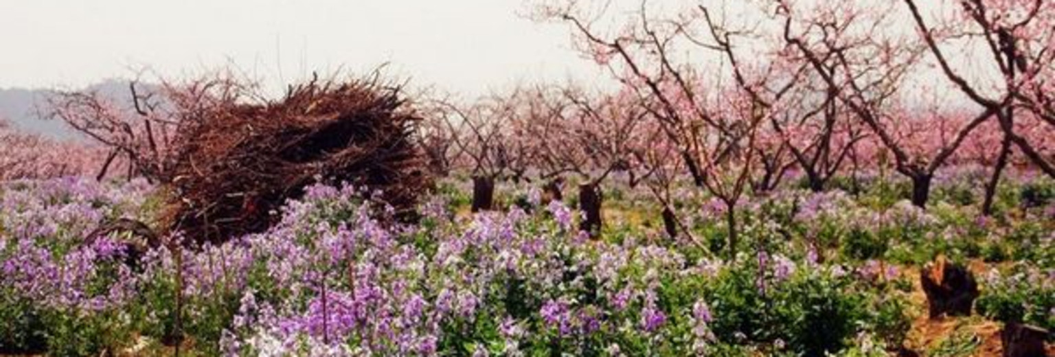 【2022】日照桃花岛风情园旅游攻略_日照桃花岛风情园自助游攻略_日照