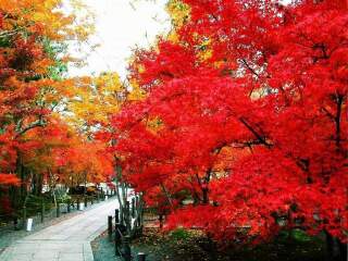 暑假北京故宮游價格_北京故宮旅游報團(tuán)價格_北京故宮自由游價格多少