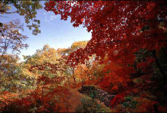 秃顶子山 景点模块