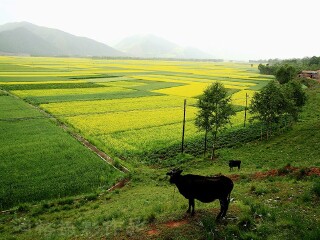 青海旅游签证费用_春节前去青海旅游_六月到青海旅游