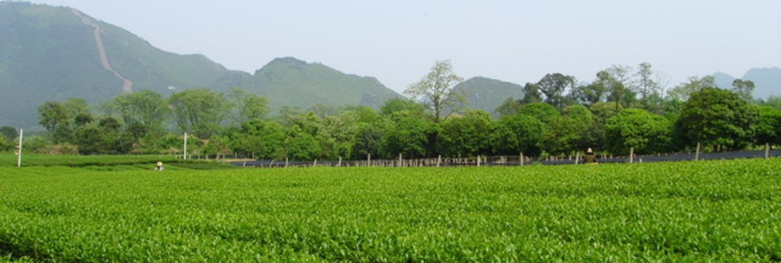 茶博园风景