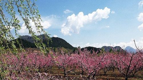 桃花岛风情园