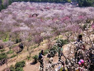  苏州西山香雪海赏梅2日游>宿苏州太湖高尔夫酒店