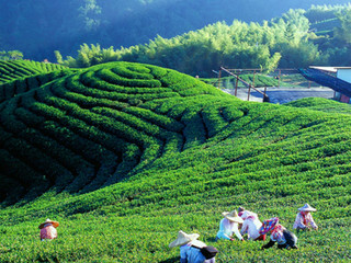 茶园采摘