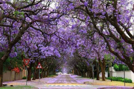 无条件狂降1001 南非-迪拜-阿布扎比10日游 比