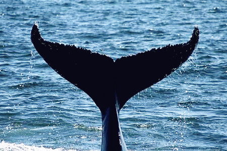 海浪鲸鱼猜什么成语_鲸鱼海浪油画