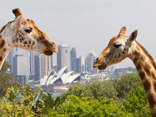 悉尼塔龙加动物园