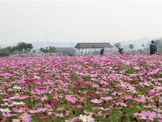  新津-田园牧歌农业园自驾1日游>超值套票,送照片冲洗