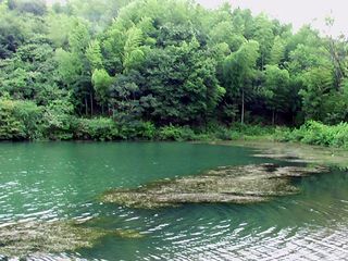  谷里薰衣草-石塘人家-石塘竹海1日游>给自己放个小假