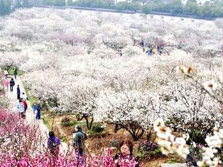  苏州香雪海-木渎古镇1日游>一价全含 赏醉心梅林