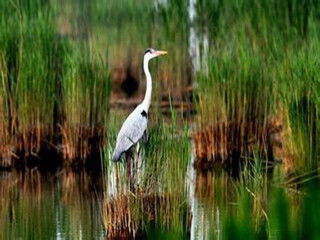 埃及金字塔_北京收入金字塔(3)