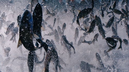 杭州-千岛湖钓鱼岛2日游 游飞来峰,免费垂钓