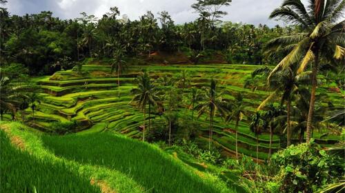 <巴厘岛-蓝梦岛4晚5日游>海神庙德格拉朗梯田 不含机票(当地游)__出发_途牛