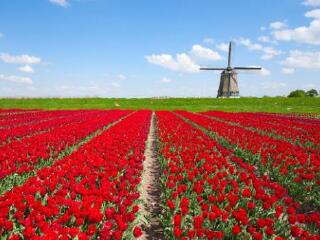 荷兰国际长途区号是多少_荷兰国际长途区号怎