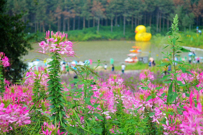 漫山遍野的花与湖水相互映衬,画面一下就灵动