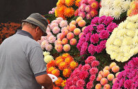 澳洲花展（Floriade）