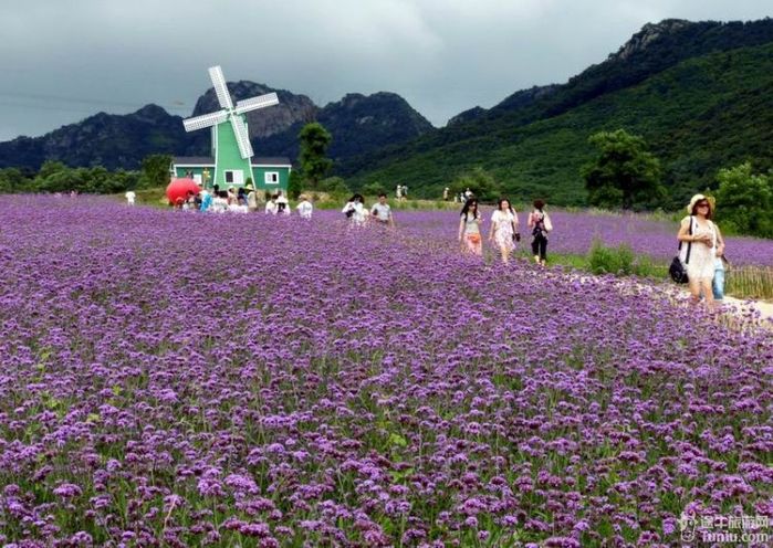 【辽宁旅游攻略】去大连紫云花溪看薰衣草【多图】_紫云花汐薰衣草