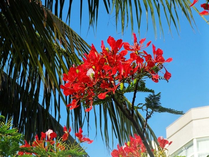 红艳艳的凤凰树,原生于马达加斯加,同时也是厦门的市树