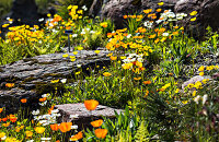 攀爬北极高山植物园
