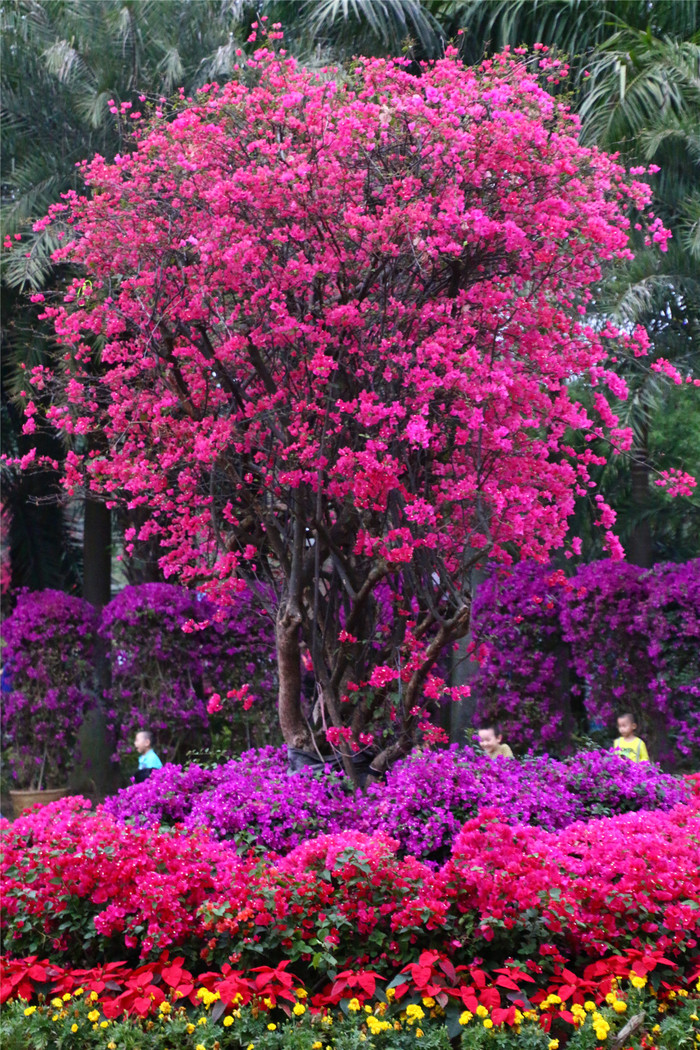 莲花山的勒杜鹃