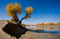 龟兹文化旅游节