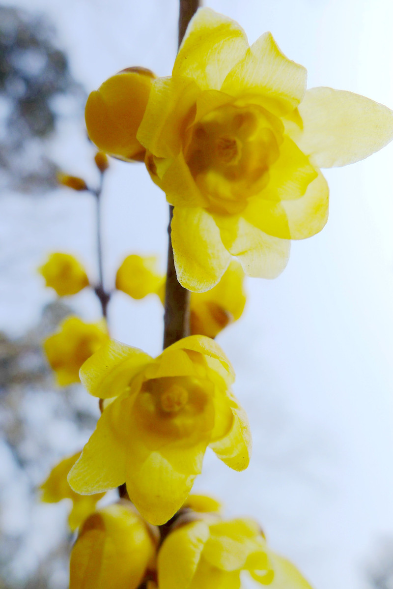 腊梅花朵的特写照片,摄于北京香山公园