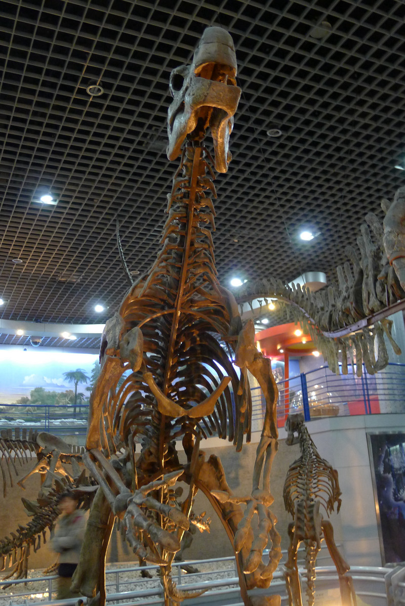 博物馆里看恐龙_北京自然博物馆游记_途牛