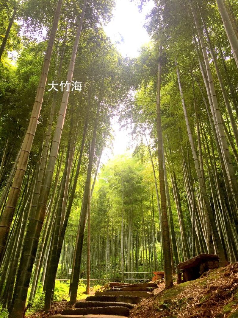 安吉大竹海,藏龙百瀑二日游