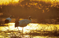 参观蓝毗尼鹤保护区