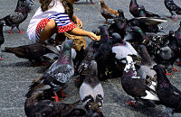 皮拉尔广场上喂鸽子