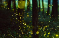 夜晚去看萤火虫