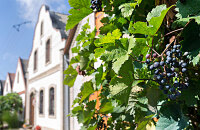 参观高乔地区的葡萄园谷