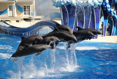 奥兰多海洋世界 景点模块