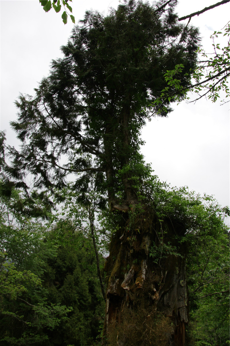 阿里山神树