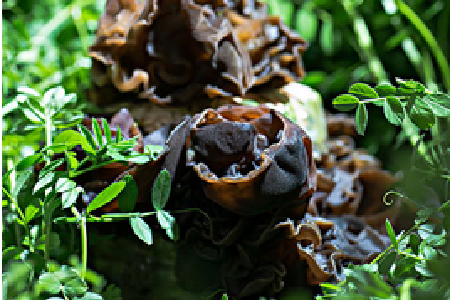 food_picture
