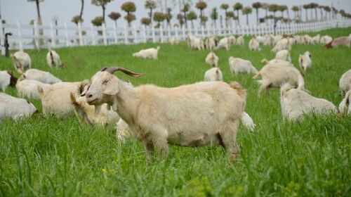 <南京巴布洛1日游