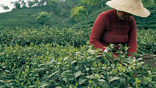 南昆山毛茶