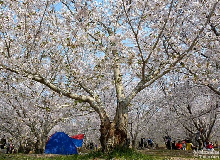 【辽宁旅游攻略】醉美大连樱花_沈阳植物园游记_途牛