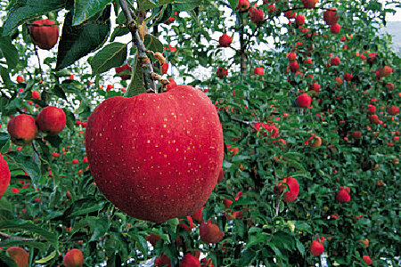 food_picture