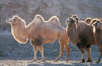 中国丝绸之路节