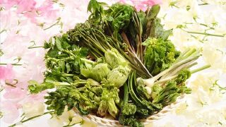 【猫爪菜】价格_专卖店_哪里买