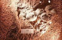 亲眼目睹恐龙蛋化石群