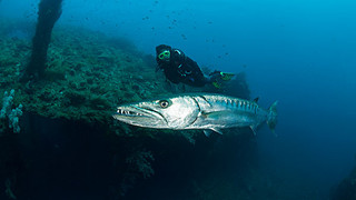 巴厘岛潜水
