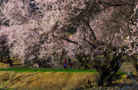 参观林芝嘎啦桃花村