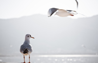 翠湖感受红嘴鸥