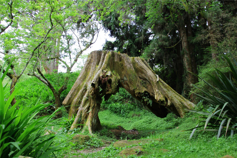 阿里山神树