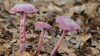 贺兰山紫蘑菇