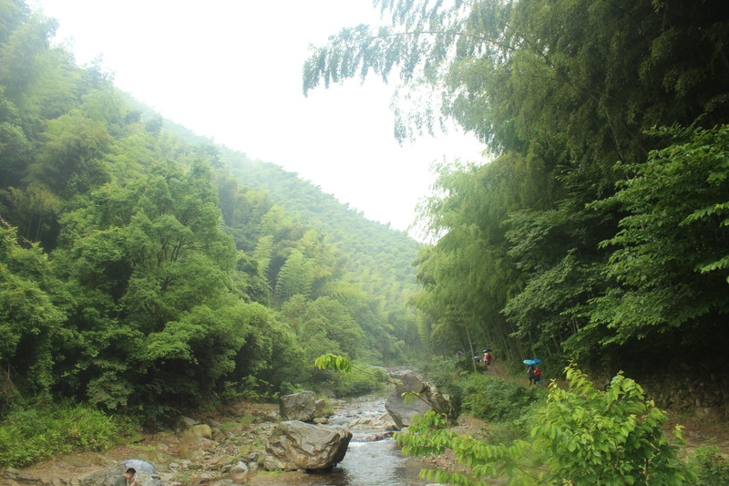 我喜欢这样的场面,下雨天,竹林里空气清新