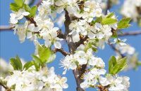 梅华季观光活动